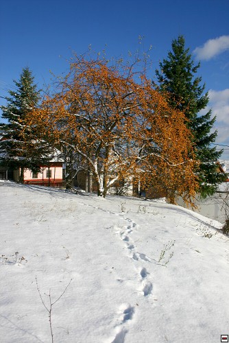 img00061.jpg