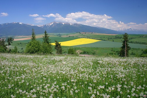 img00063.jpg