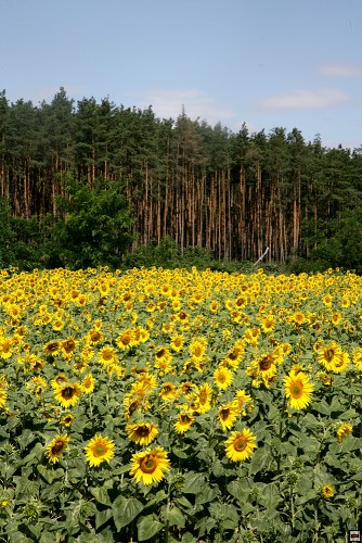 img00098.jpg